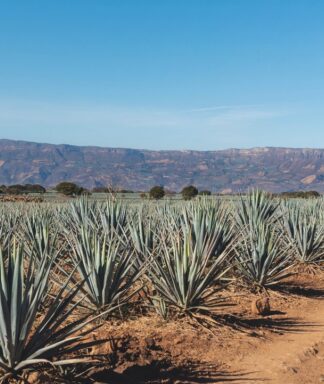 Tequila grand mayan agave field